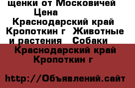 щенки от Московичей › Цена ­ 20 000 - Краснодарский край, Кропоткин г. Животные и растения » Собаки   . Краснодарский край,Кропоткин г.